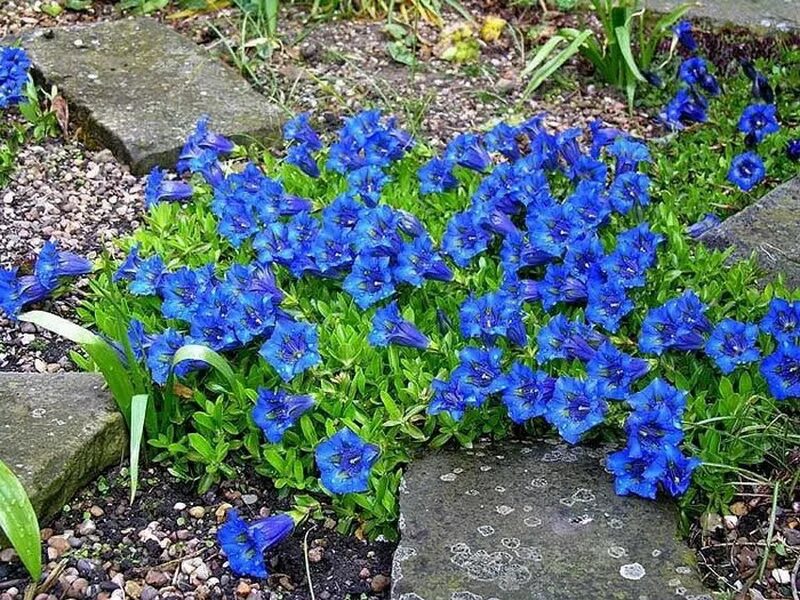 Синие ранние цветы название. Горечавка бесстебельная. Горечавка бесстебельная Gentiana acaulis. Горечавка Блю Мэджик. Горечавка Альпийская.