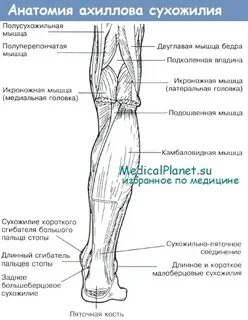 Мышцы участвующие в образовании пяточного ахиллова сухожилия