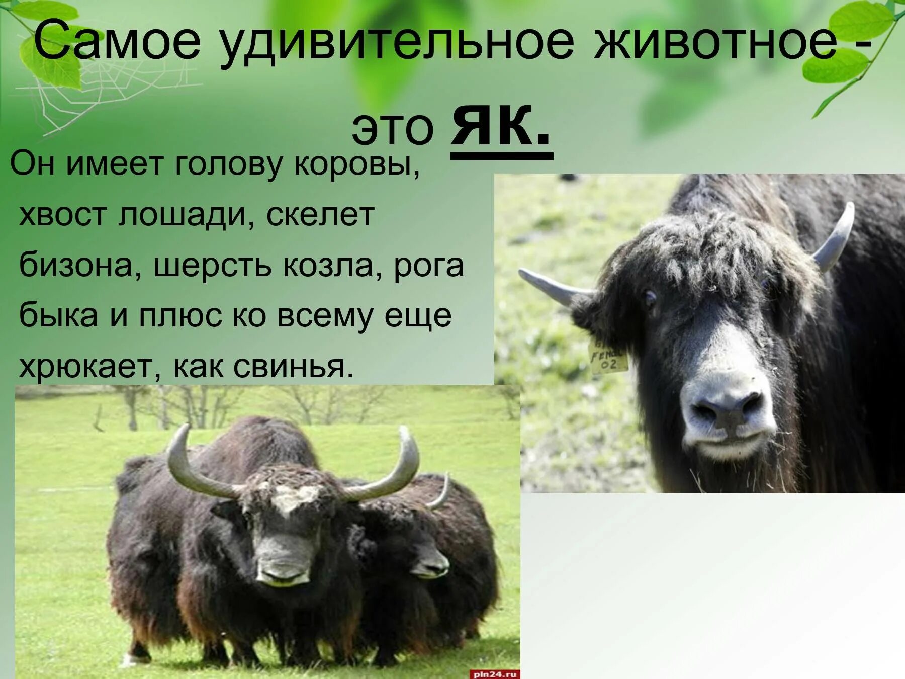 Фактов о животных 3 класс. Интересные факты о животных. интересные факты о животных для детей. факты о быках. интересные факты о яках.