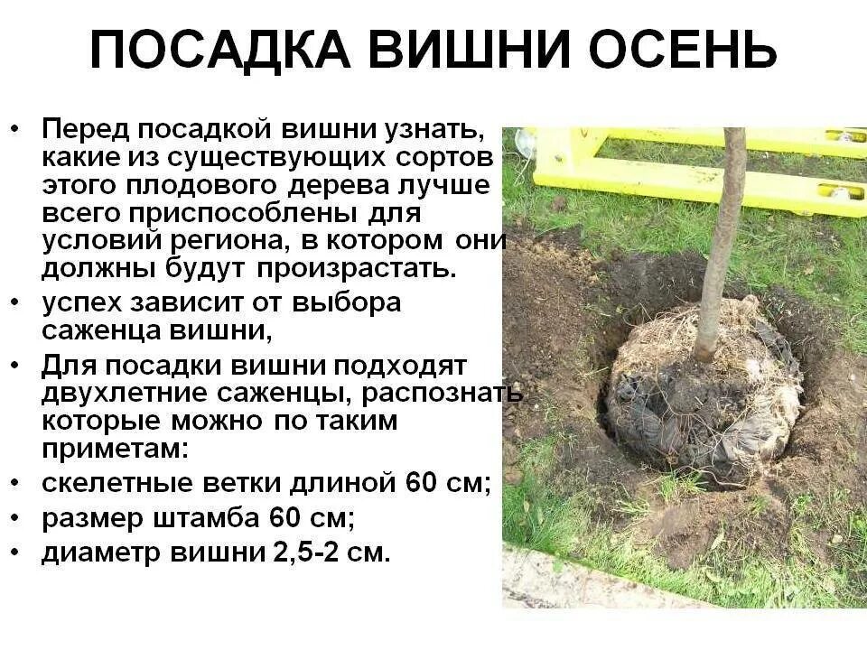 Когда можно сажать вишню