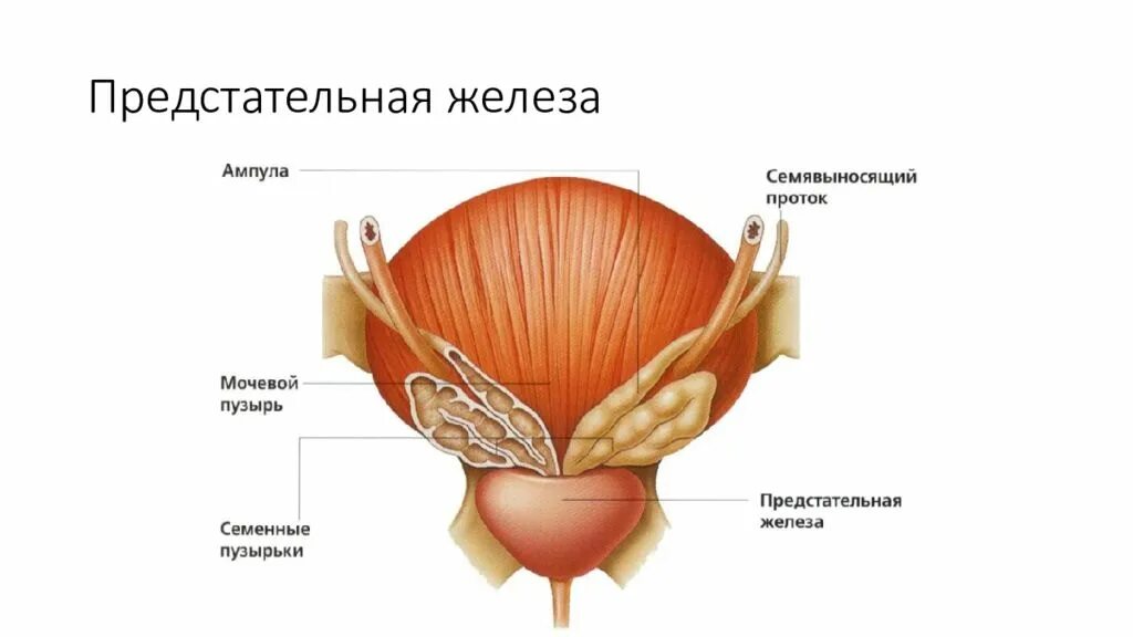 Простата это железа. Строение мочевого пузыря. Анатомия предстательной железы у мужчин. Отделы мочевого пузыря анатомия. Строение мочевого пузыр.