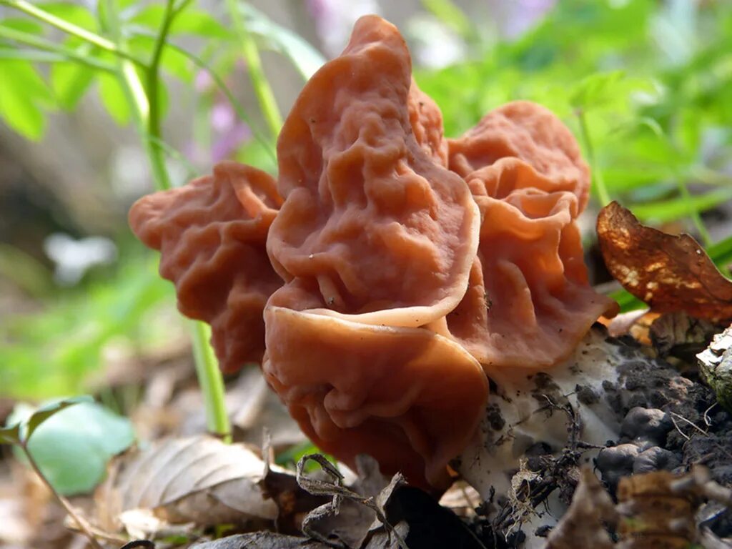 Строчок обыкновенный таксоны с наименьшего. Gyromitra fastigiata. строчок пучковый. строчок пучковый фото. строчок островерхий фото.