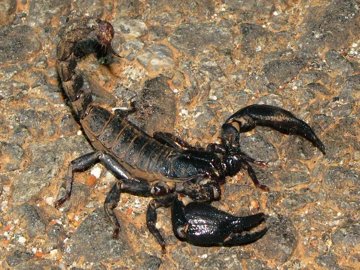 Скорпион тип. Стрипедтальский скорпион. heterometrus madraspatensis. heterometrus petersii. мегрельский скорпион.