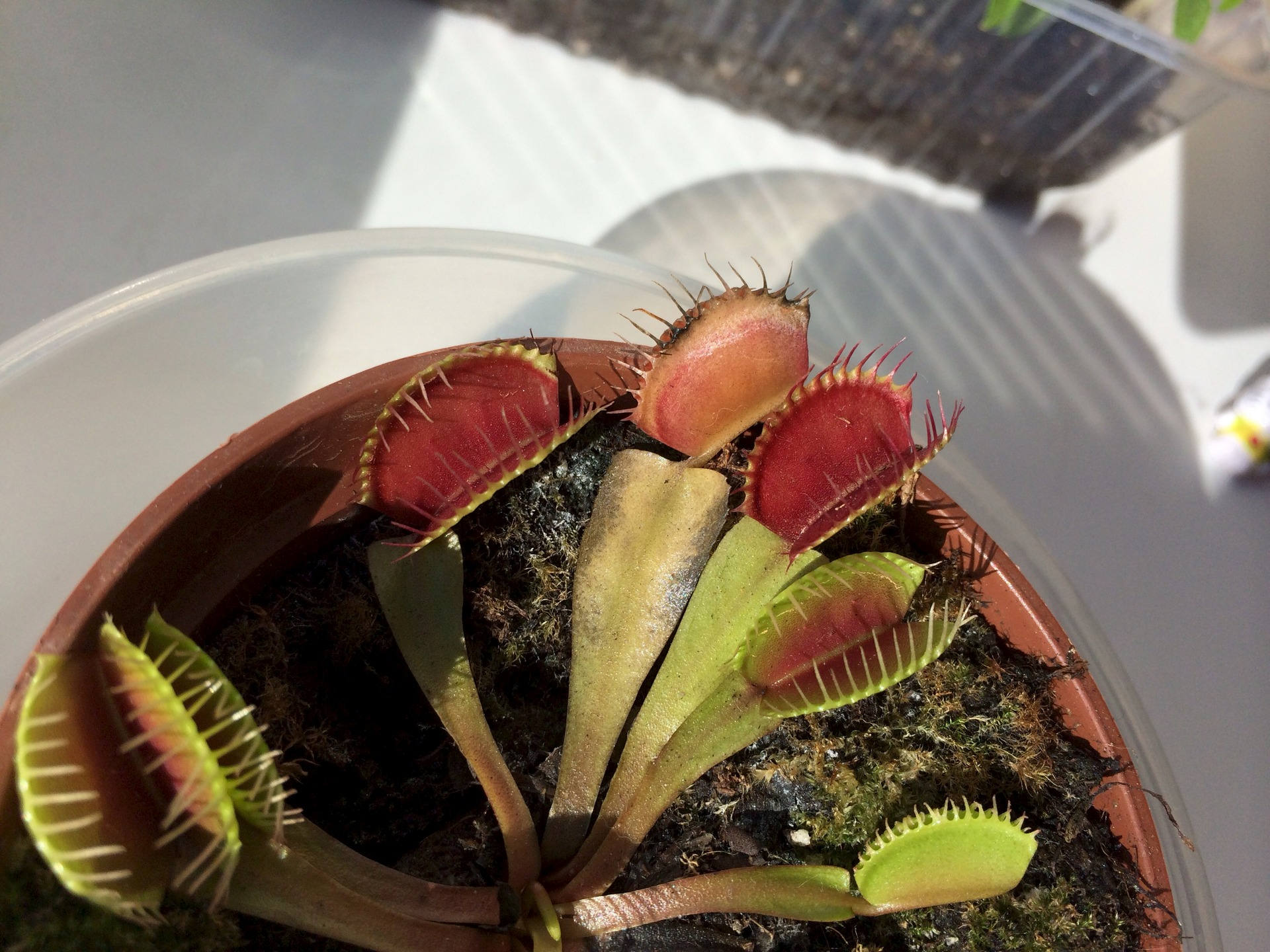 хищные растения кактус. выставка экзотических цветов. выставка живые тропики и живые бабочки. выставка хищных растений краснодар. экзотические цветы.