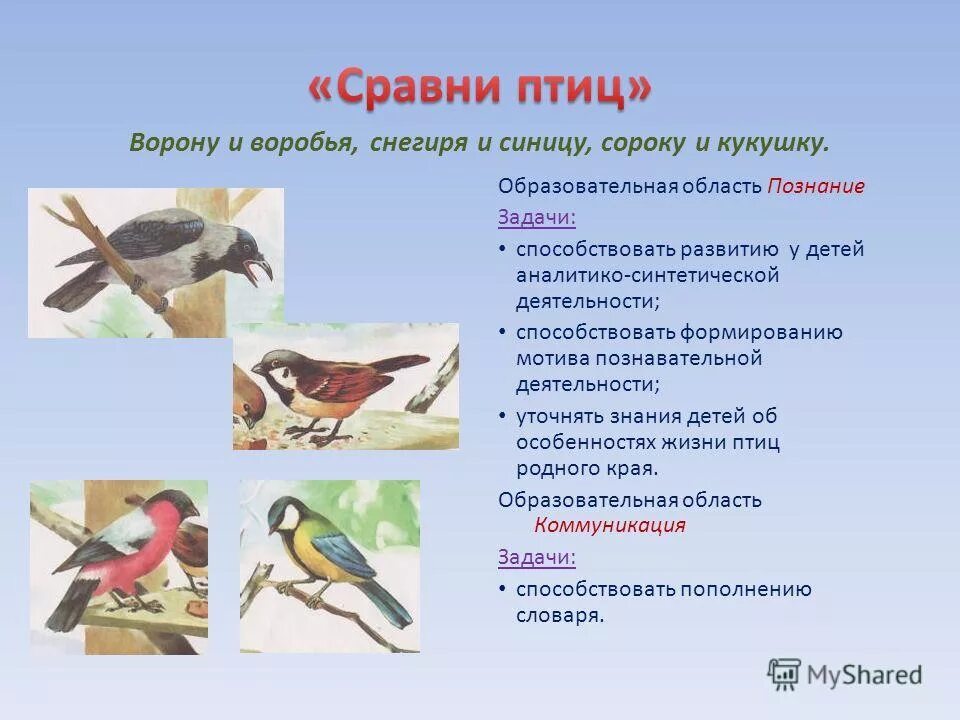 Сравнение птиц. Сравни птиц. Птицы родного края. Сравнить птиц синицу и снегиря. Текст сравнение птиц размер и цвет