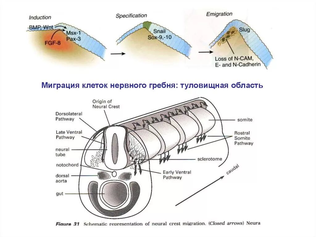 Миграция клеток нервного гребня. Пути миграции клеток нервного гребня. Производные нервного гребня. Строение нервного гребня. Формирующийся гребень