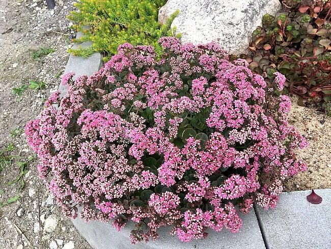 Лайм зингер. Седум sedum sunsparkler lime zinger. очиток lime zinger. седум (очиток) лайм зингер. очиток sunsparkler lime zinger.