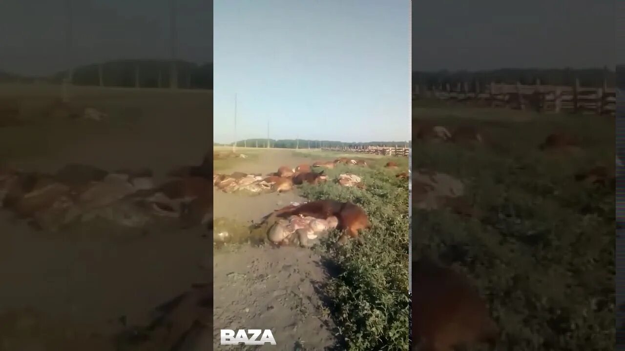 Фиолетовая корова. Милые коровки. Пурпурная корова. Корова милка. Фиолетовая корова.