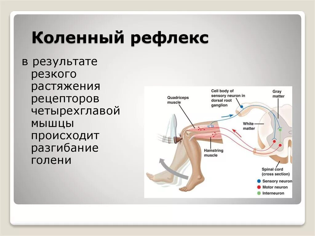 Иннервация и рефлексы. Коленный рефлекс спинного мозга. Иннервация коленного рефлекса. Коленный рефлекс и его рефлекторная дуга. Вид и местонахождение рецептора коленного рефлекса.