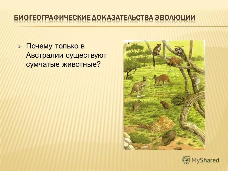 сумчатые кенгуру в австралии. валлаби сумчатое. почему в австралии сумчатые животные. подклассы животных. сумчатые животные австралии кенгуру.