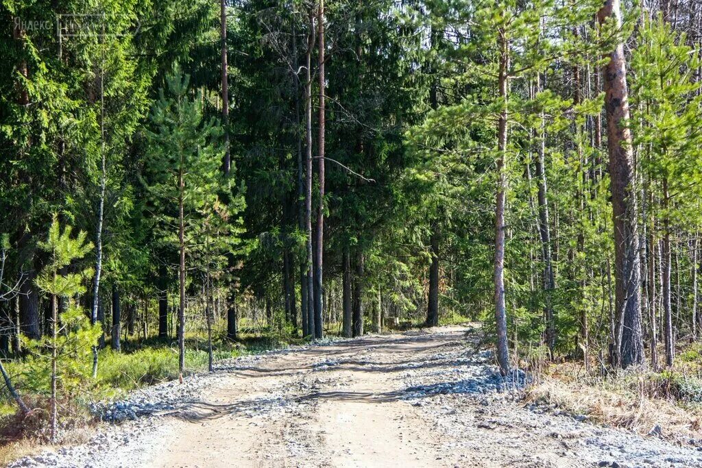 коркинские просторы озеро. коркино всеволожский р н. коркино всеволожский р н. коттеджный поселок коркино ленинградской области-. коркино озеро.