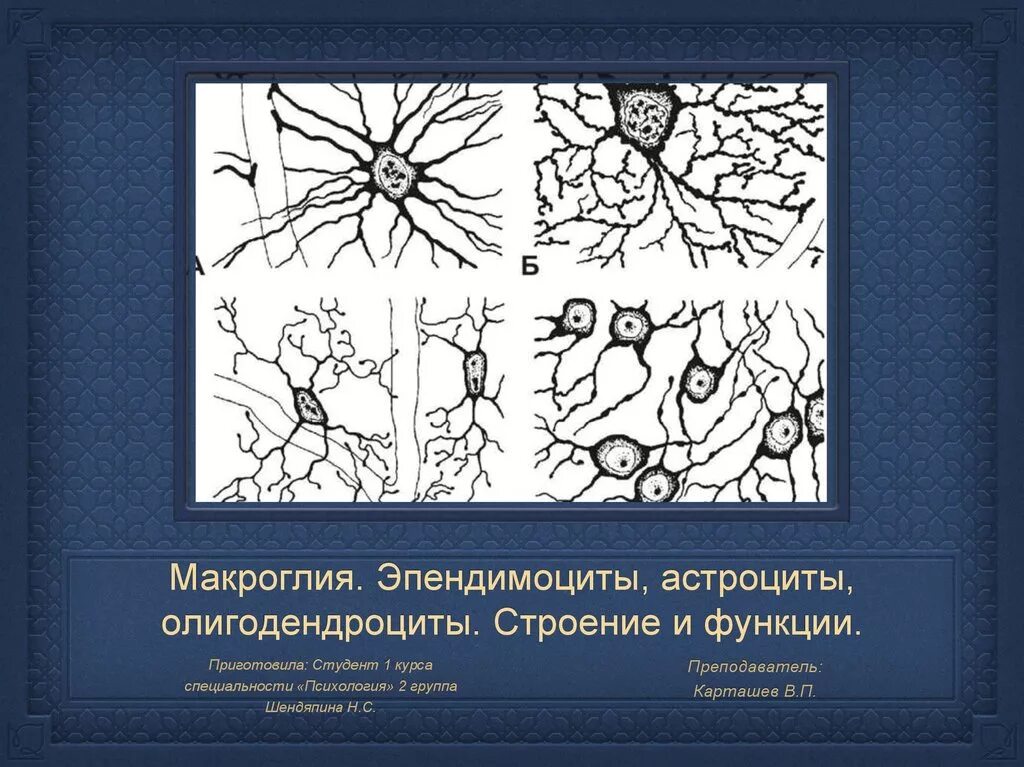 Микроглия. Макроглия и микроглия гистология. астроциты олигодендроциты микроглия. функции макроглии и микроглии. астроцитарная макроглия.