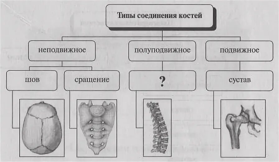 For those who are ahead of them. Table - classification of bone compounds. Simpl