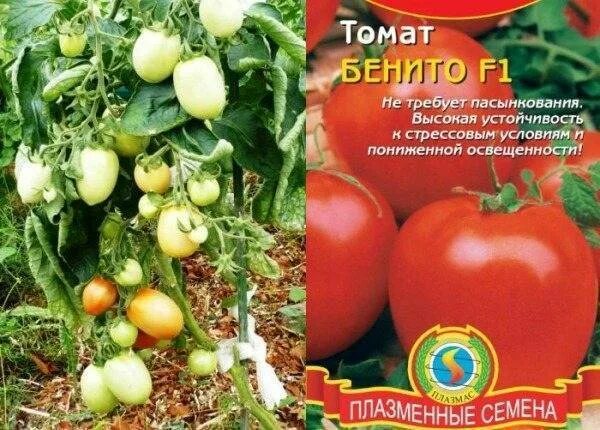 Томат детерминантный бенито f1. Сорт томата бенито. Семена томата бенито. Сорт томата бенито. Томат бенито f1.