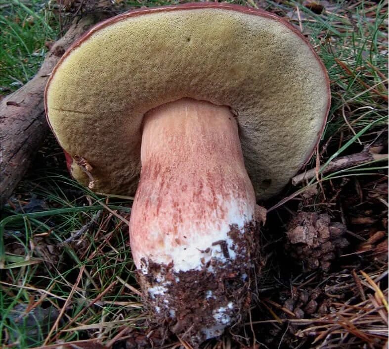 Ложный боровик белый гриб. Желчный гриб ложный белый. Ложный боровик, желчный гриб. Какие ложные белые. Желчный гриб горчак.