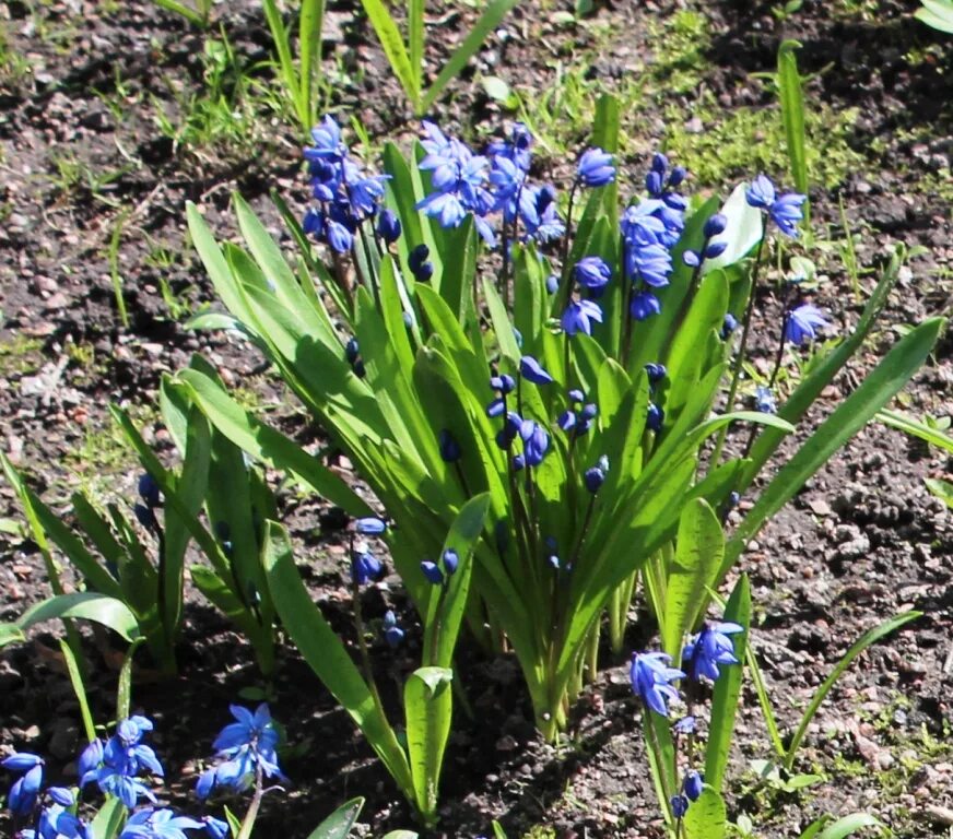 Многолетники ранние весенние. Пролеска Сибирская. Луковичные первоцветы пролеска. Первоцветы многолетние Сцилла. Крокусы, пушкиния, Сцилла.