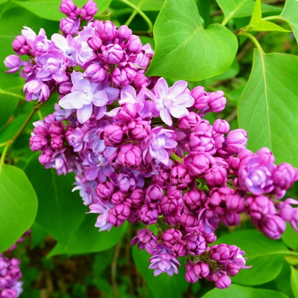 Сирень Syringa vulgaris. Сирень обыкновенная (Syringa vulgaris l.). Сирень красная купить