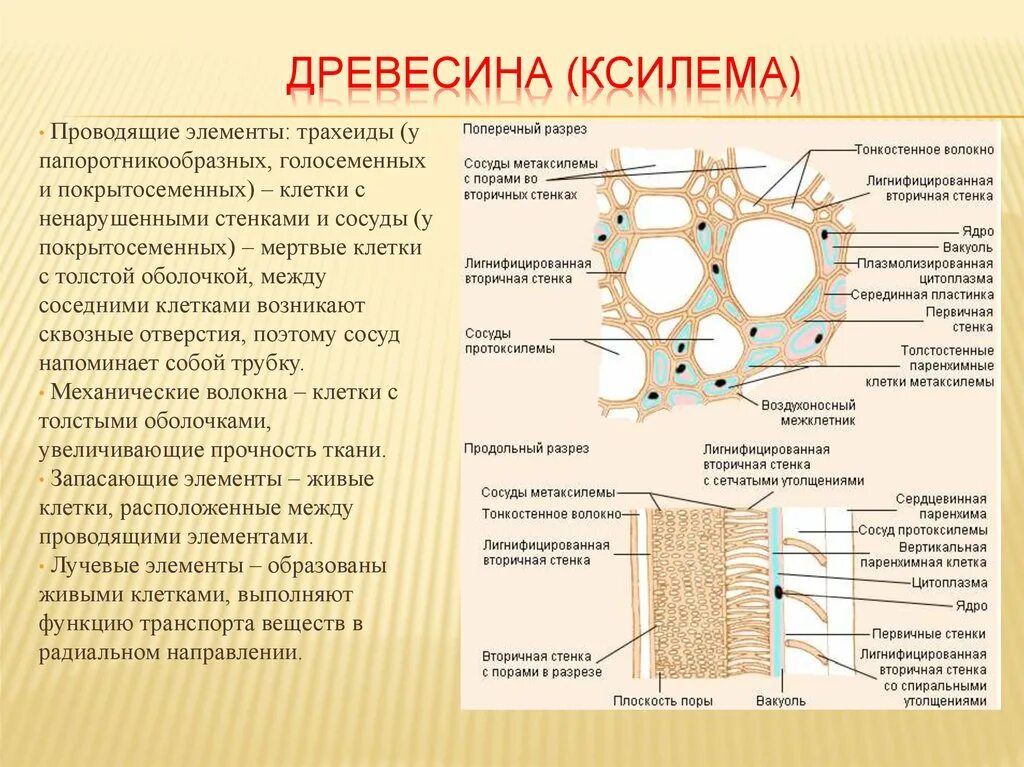 Ситовидные трубки Ксилема растений. Проводящие элементы ксилемы растений. Проводящие ткани растений Ксилема трахеиды. Ксилема древесина запасающие элементы. Элементы ксилемы и флоэмы