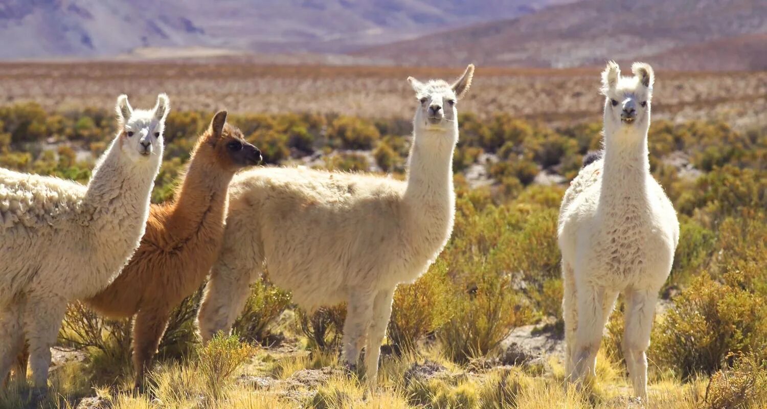 Животные аргентины фото 15 Photos That Will Make You Want to Visit Argentina Visit argentina, South amer