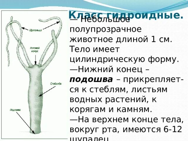Презентация кишечнополостные 7 класс биология. Презентация кишечнополостные 7 класс биология