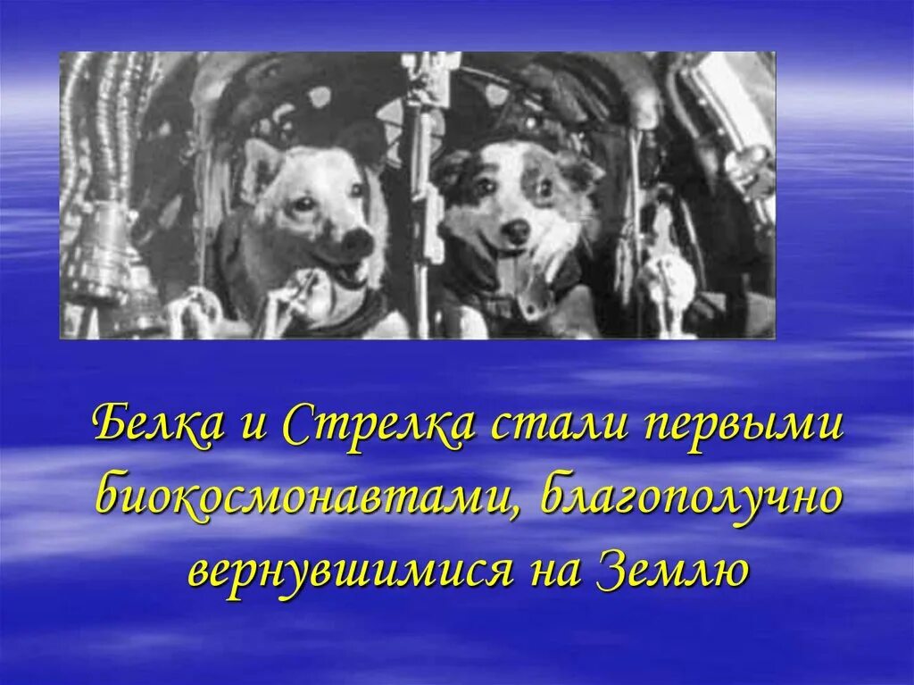 Вернулись ли на землю белка и стрелка. Белка и стрелка. Белка и стрелка вернулись на землю. Белка и стрелка презентация. Белка и стрелка в космосе.