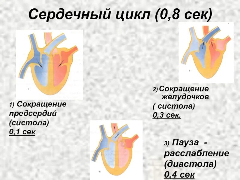 Систола предсердий диастола желудочков 1 фаза. Строение сердца систола диастола. Сердечный цикл.фазы систолы диастолы желудочков. 1 Систола предсердий 2 систола желудочков 3 диастола.