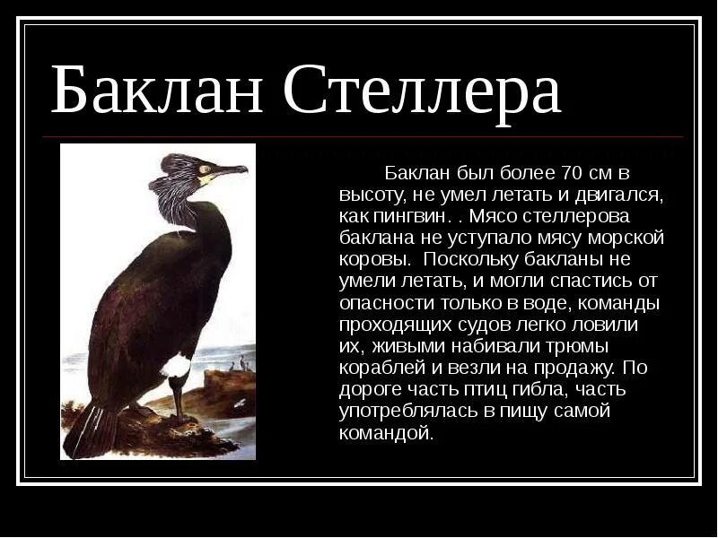 Капский баклан. Описание бакланов. Вымерший стеллеров баклан. Интересные факты про бакланов. Описание бакланов.