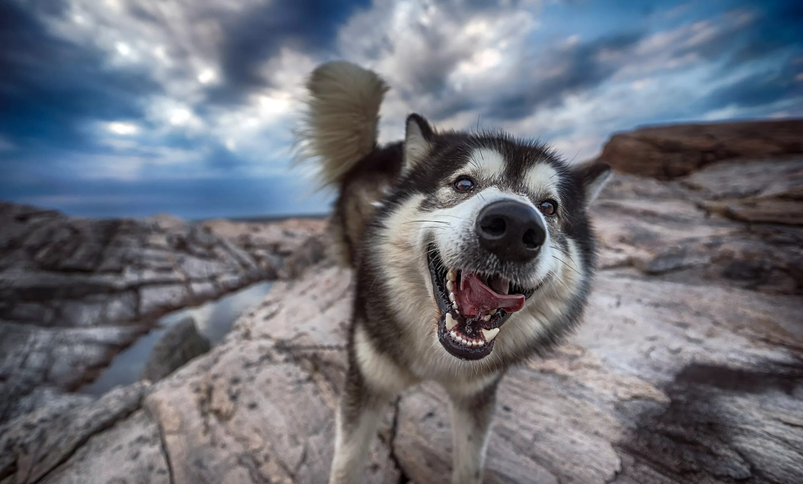 Animal pc. Аляскинский маламут. Аляскинский маламут морда. Сибирский хаски. Аляскинский маламут большой.