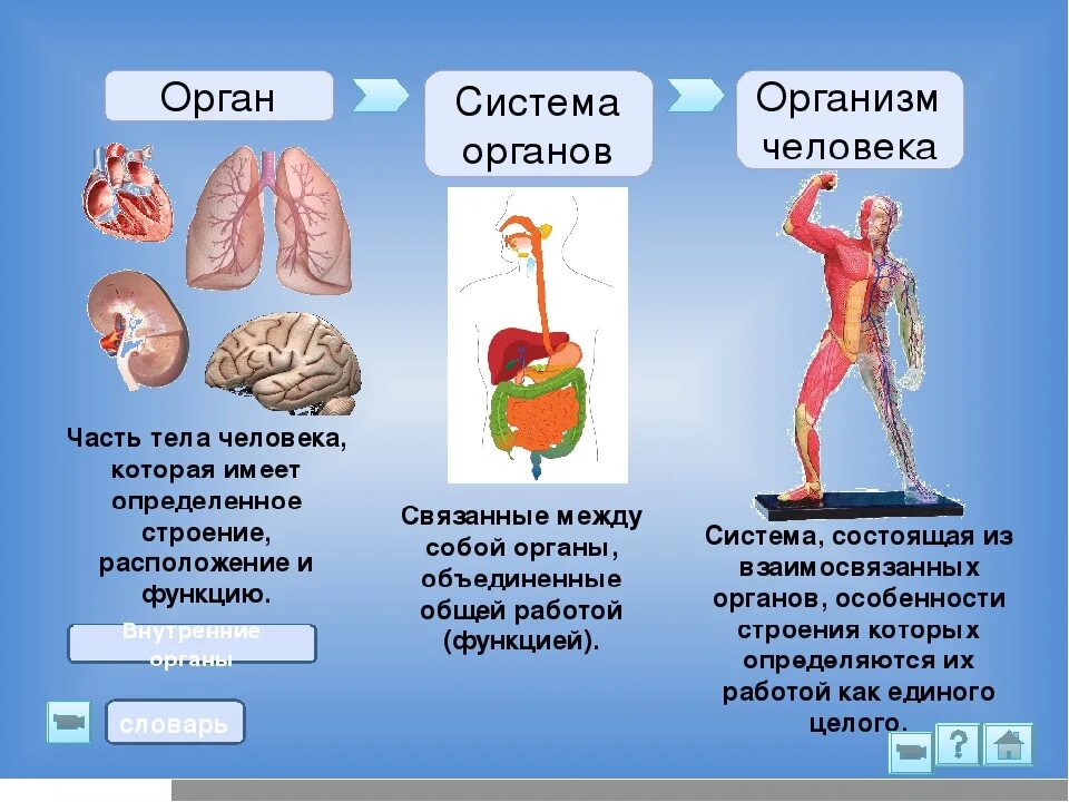 Частью каких систем является человек. Функции систем органов в организме человека. Строение и функции всех систем органов. Систамаорганов человека. Орган система органов организм.