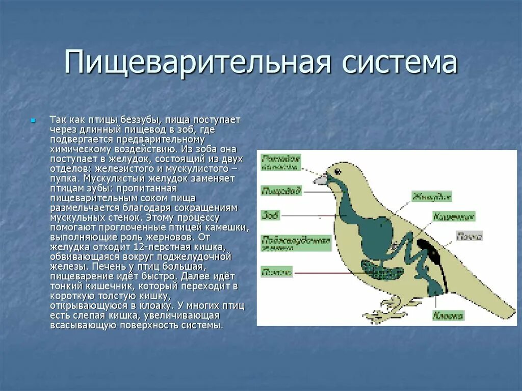 Что находится в мускульном желудке птицы. Строение пищеварительной системы птиц. Внутреннее строение птиц 7 класс биология пищеварительная система. Строение пищеварительной системы птиц 7 класс биология. Пищеварительная система птиц кратко таблица.