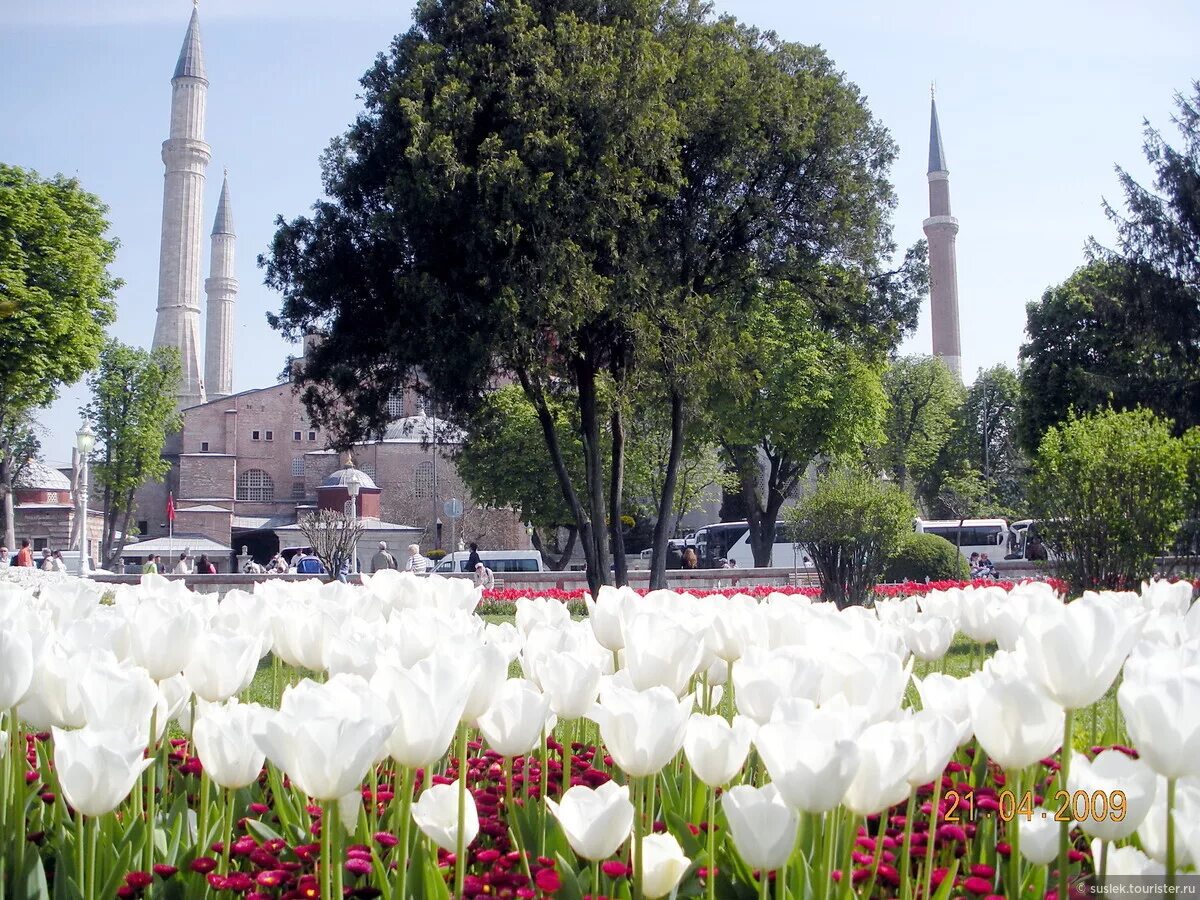 Султанахмет Стамбул тюльпаны. Стамбул мечеть и тюльпаны. Фестиваль тюльпанов в Стамбуле. Стамбул весной