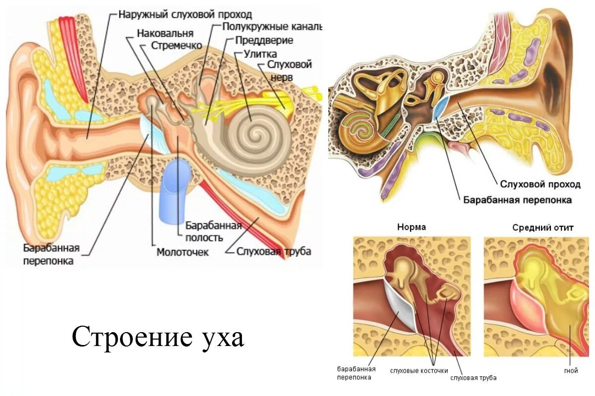 Строение наружного уха барабанная перепонка. Строение уха и средний отит. Барабанная перепонка строение уха человека. Строение уха человека отит. Евстахиева труба внутреннее ухо