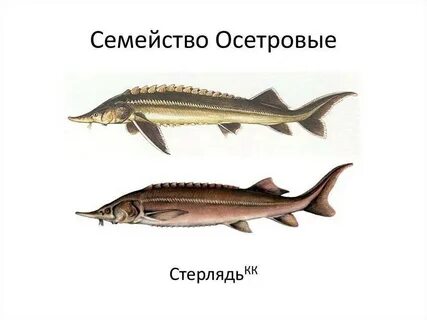 Семейство осетровых рыб
