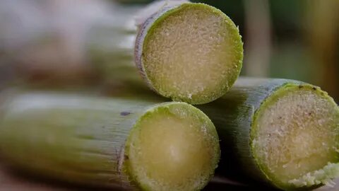 Cane fruit