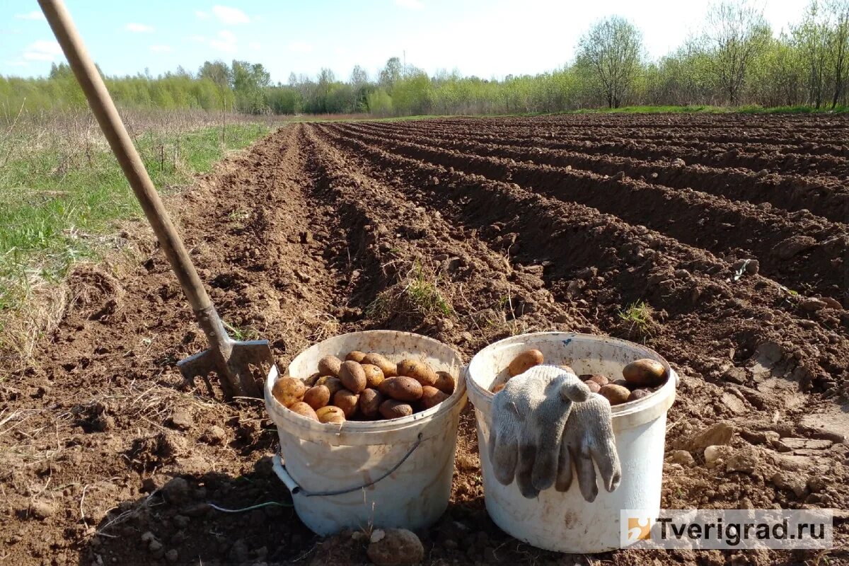 Урожайность картофеля у двух фермеров. Картошка новый урожай. Семена нового урожая. Поле картошки с мышами.