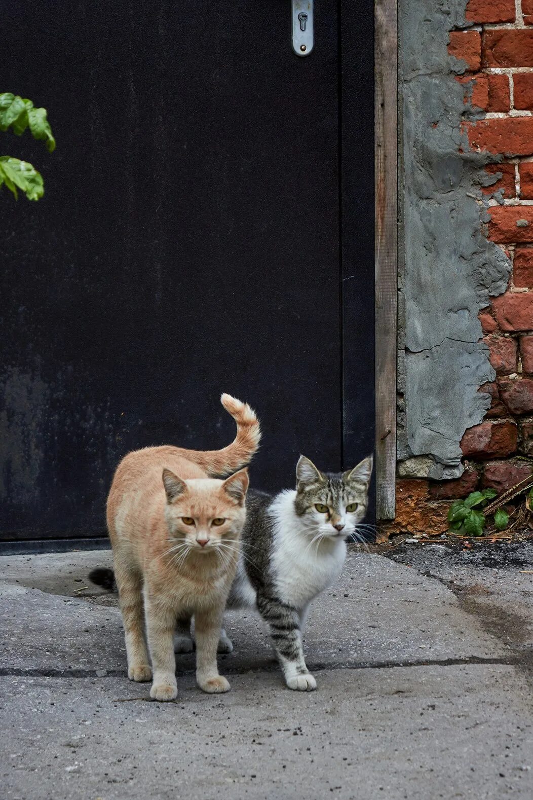 Как долго гуляет кот. Коты гуляют. кошечка гуляет. кот на прогулке. кошка загуляла.