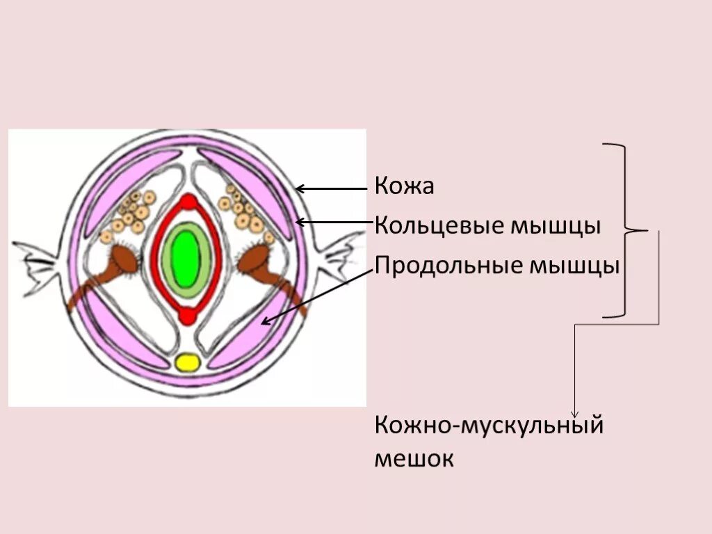 Кожно мускульный круглые черви. Кожно мускульный мешок полихеты. Кожно-мускульный мешок у многощетинковых червей. Мышцы и кожно-мускульный мешок у круглых червей. Кольчатые черви кожно-мускульный мешок.