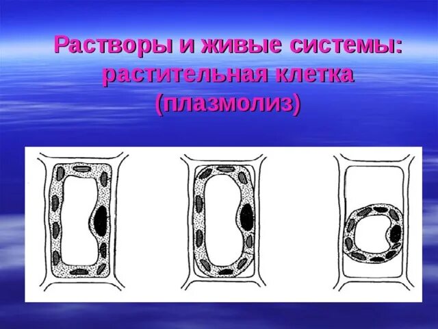 Плазмолиз раствор. Тургор плазмолиз деплазмолиз. Типы плазмолиза растительной клетки. Плазмолиз растительной клетки рисунок.