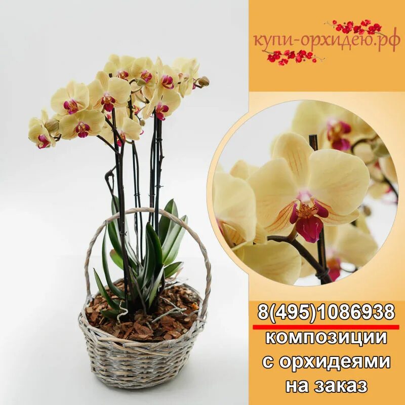 Доставка орхидей по россии. Саженцы орхидеи. Орхидея 495. Орхидея из магазина. Фаленопсис 2st Mix (Aphrodite).