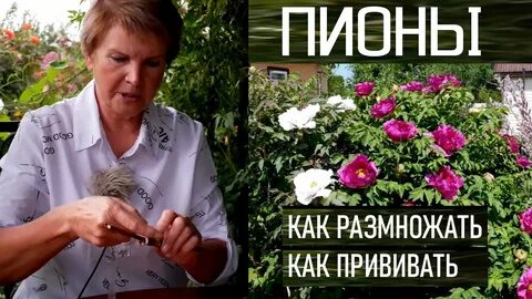 Как черенковать пионы летом