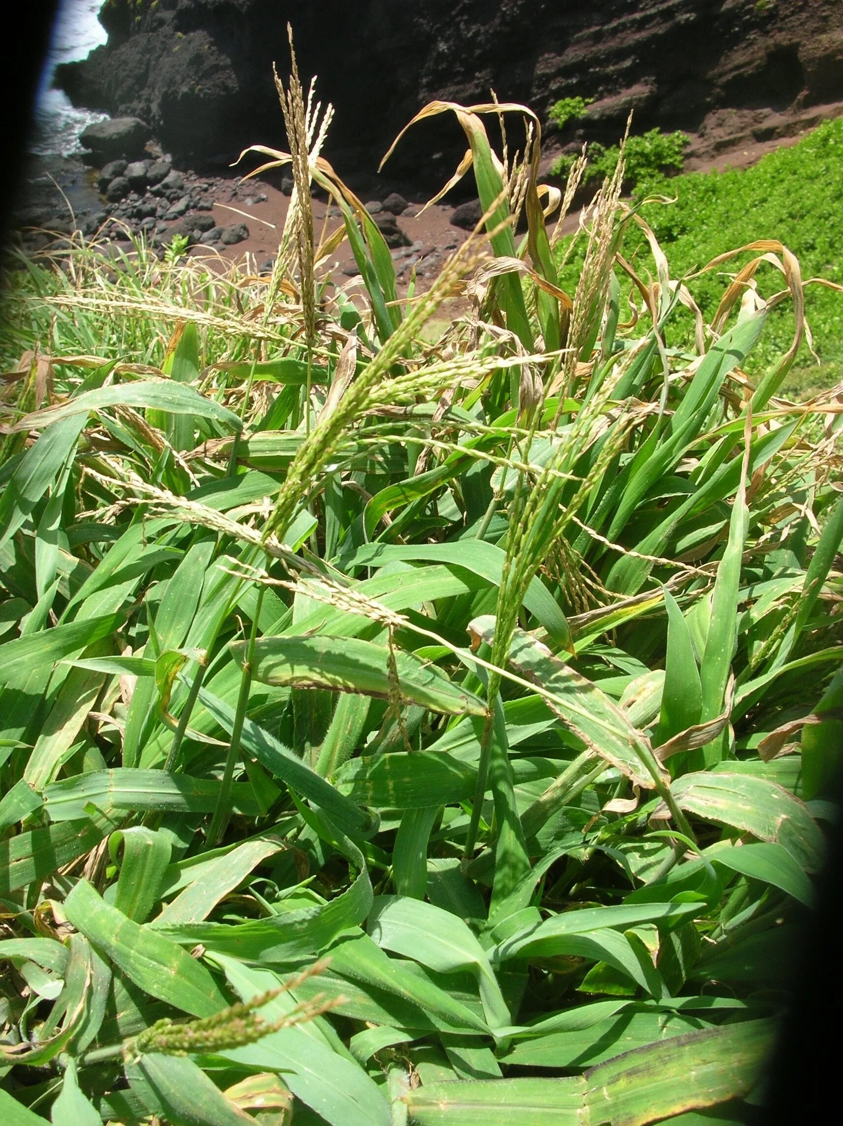 Кис растения. Digitaria insularis. Digitaria abyssinica. Кислое растение. Кислинка трава.