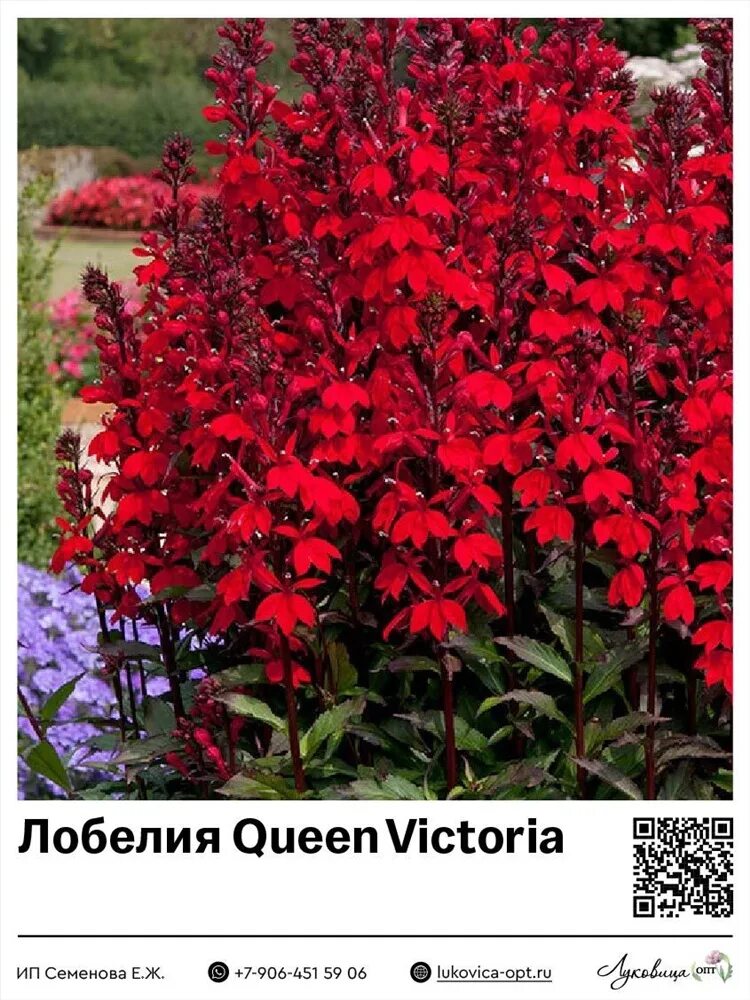 Лобелия прекрасная старшип burgundy. Лобелия старшип бургунди. Лобелия прекрасная старшип. Лобелия старшип. Лобелия бургунди.