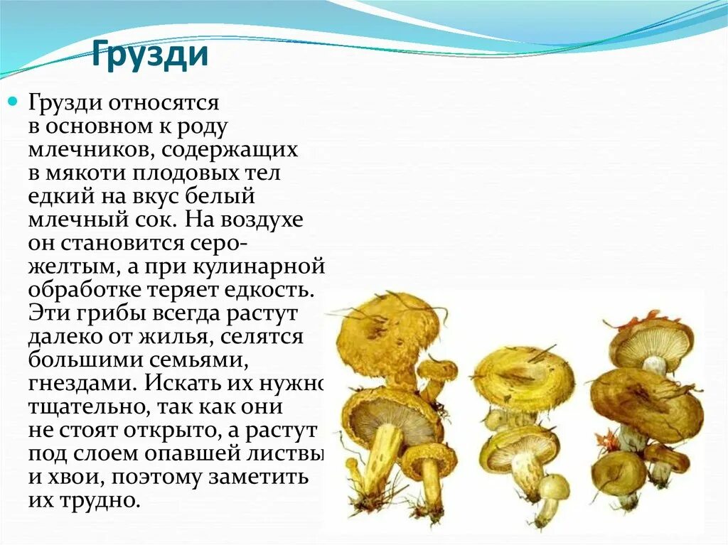 Информация про грузди 3 класс. Сообщение о Грузде. Доклад про грибы грузди. Сообщение о грибе груздь.