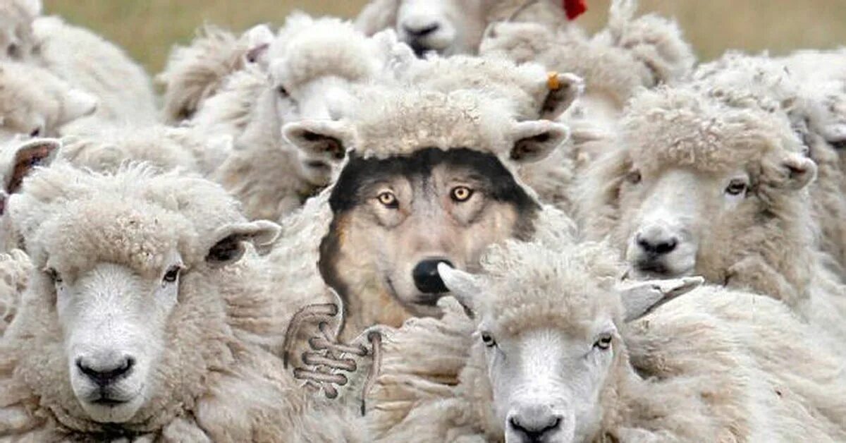 AJM- Bulimic Sheep - YouTube