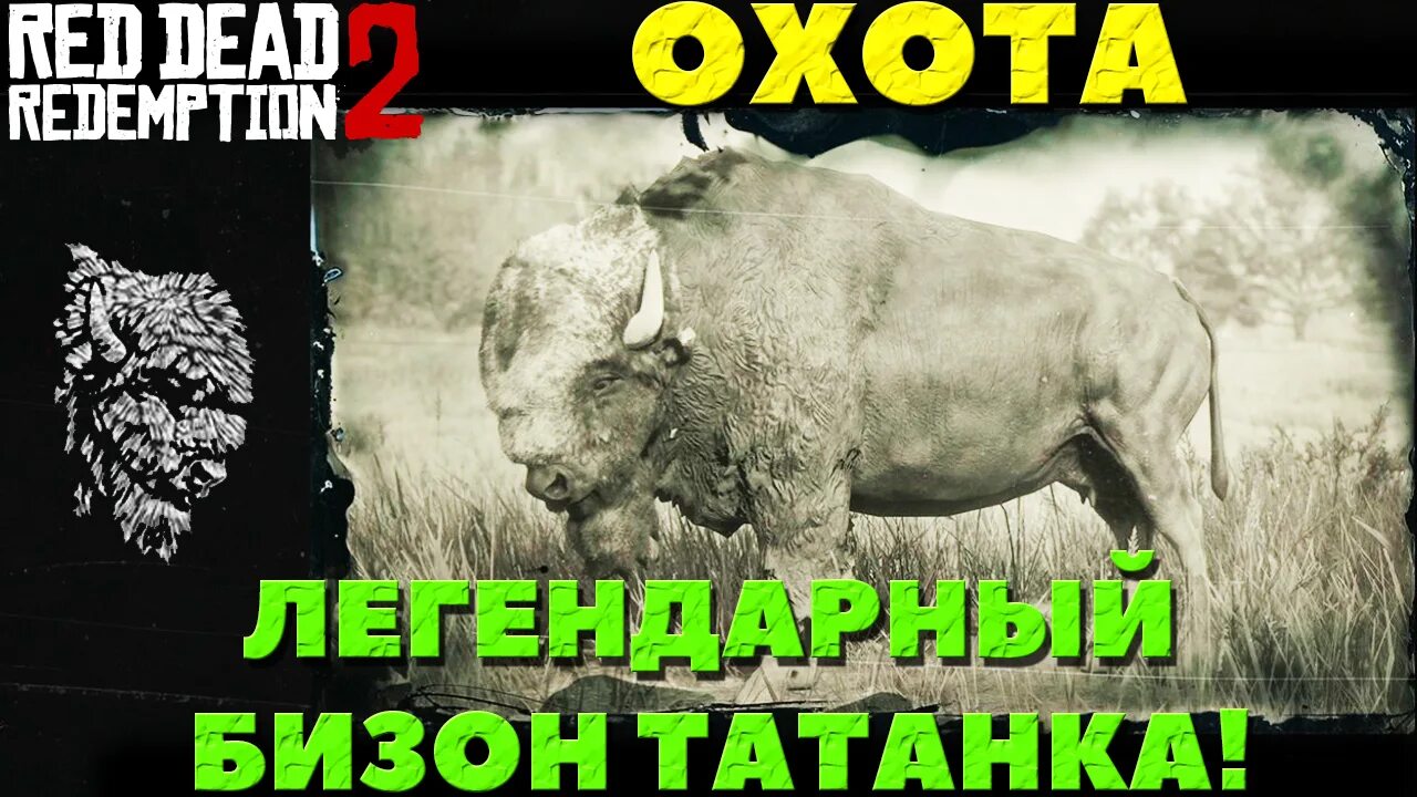 Бизон Татанка РДР 2. Легендарный Бизон Татанка в РДР 2. Red Dead Redemption 2 легендарный Бизон Татанка. Легендарный белый Бизон rdr 2. Легендарный бизон рдр