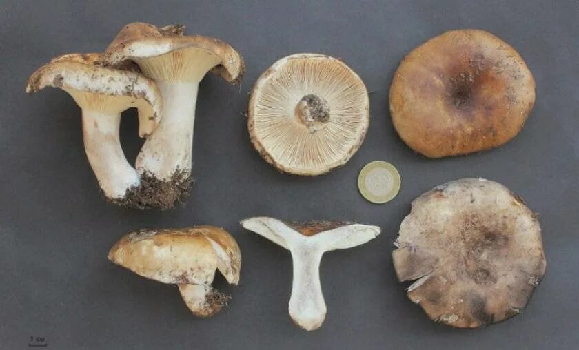 Заготовка груздей 5 букв. Подгруздок чёрный Russula adusta.. Гриб подгруздок белый ножка. Russula Delica (подгруздок белый). Груздь чернеет на срезе.