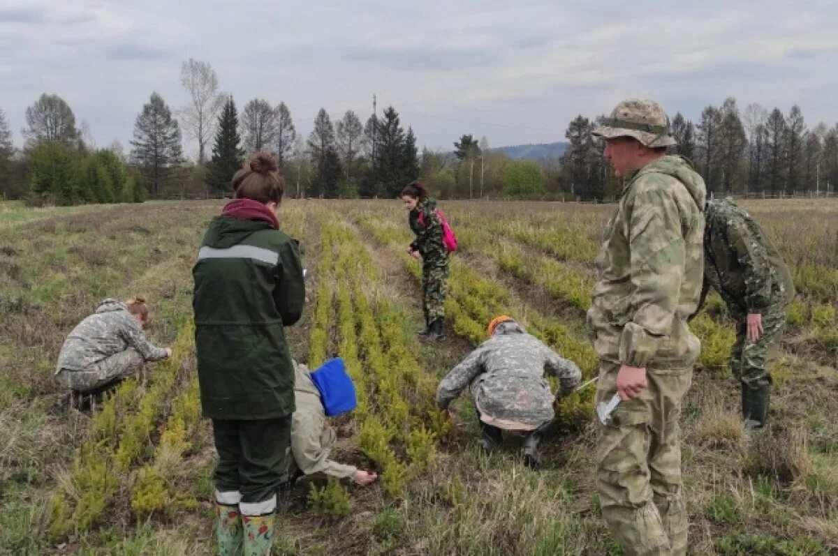 Лес уваровское лесничество. Лесной комплекс кузбасса. Департамент лесного комплекса кузбасса. Новокузнецк леспромхоз. Лесной питомник.