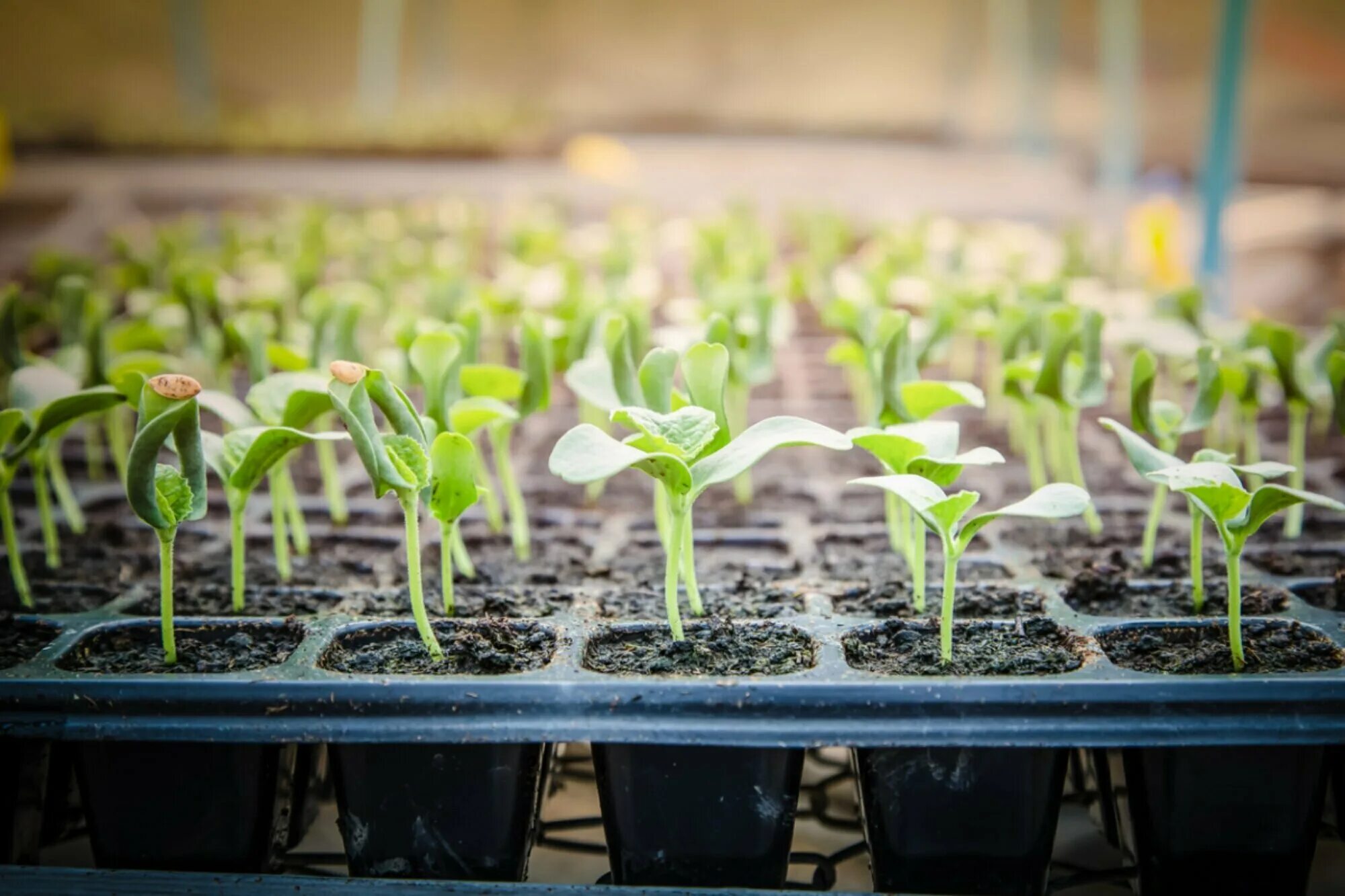 Рассада орел купить. Seedling «рассада». Рассада белокочанной капусты. Рассада дыни всходы. Пикировка помидорной рассады.