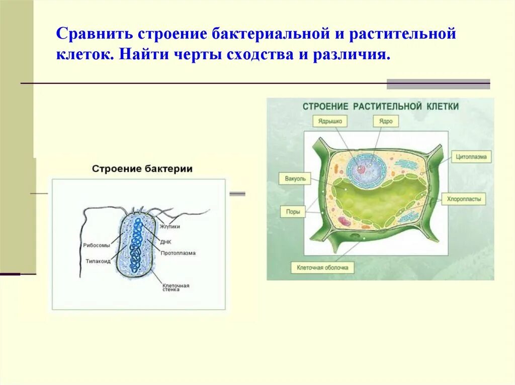 Чем строение отличается от строения бактерии. Клетка бактерии и клетка растений сходства и различия. строение бактериальной и растительной клетки сходства и различия. строение растительной и бактериальной клетки. сравнительное строение растительной и бактериальной клетки.