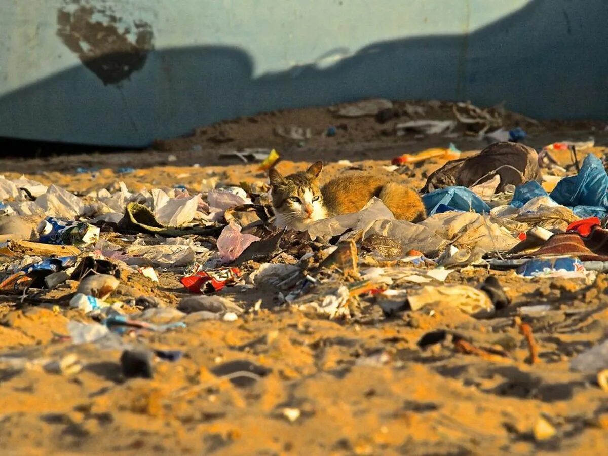 Загрязнение природы. Пластик экология. Грязная экология. Загрязненная природа животные.